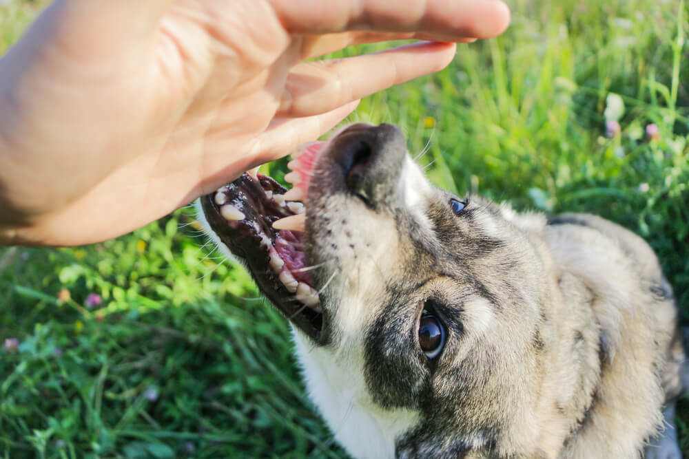Why You Should Contact a Dog Bite Lawyer as Soon as Possible