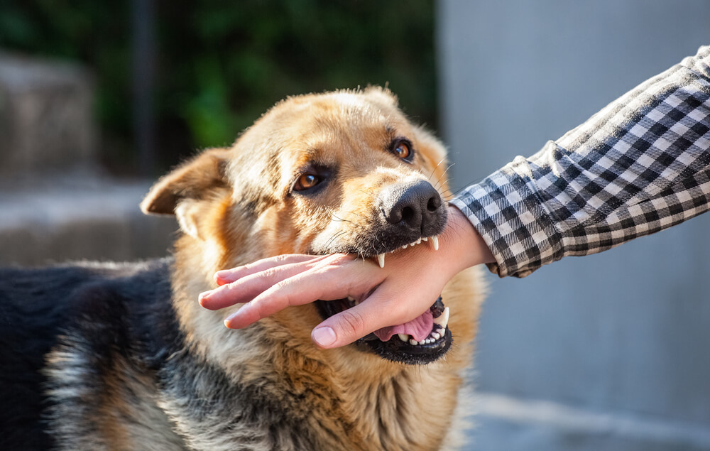 sue for dog bite arizona